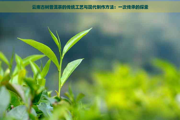 云南古树普洱茶的传统工艺与现代制作方法：一次传承的探索