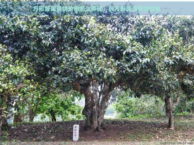 方形普洱茶饼价格怎么弄碎，长方形普洱茶饼价格