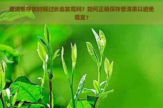 普洱茶存放时间过长会发霉吗？如何正确保存普洱茶以避免霉变？