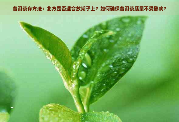 普洱茶存方法：北方是否适合放架子上？如何确保普洱茶质量不受影响？