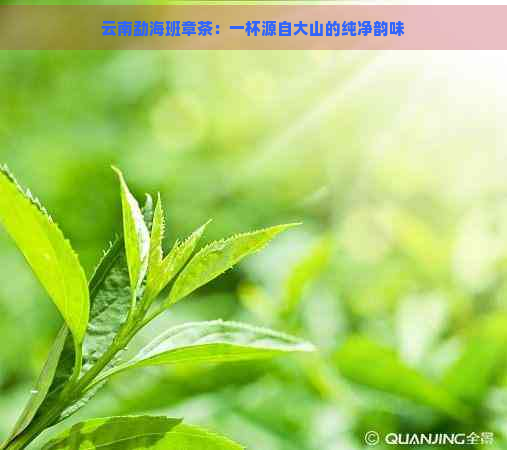 云南勐海班章茶：一杯源自大山的纯净韵味