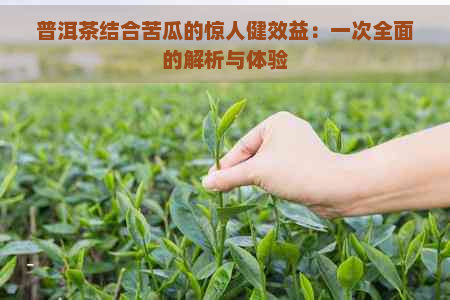 普洱茶结合苦瓜的惊人健效益：一次全面的解析与体验