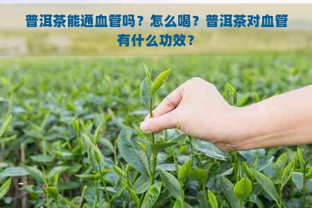 普洱茶能通血管吗？怎么喝？普洱茶对血管有什么功效？