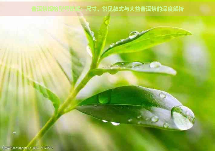 普洱茶规格型号详解：尺寸、常见款式与大益普洱茶的深度解析