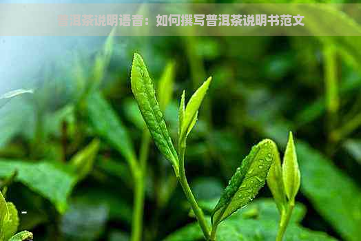 普洱茶说明语音：如何撰写普洱茶说明书范文