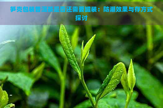 笋壳包装普洱茶是否还需要罐装：防潮效果与存方式探讨