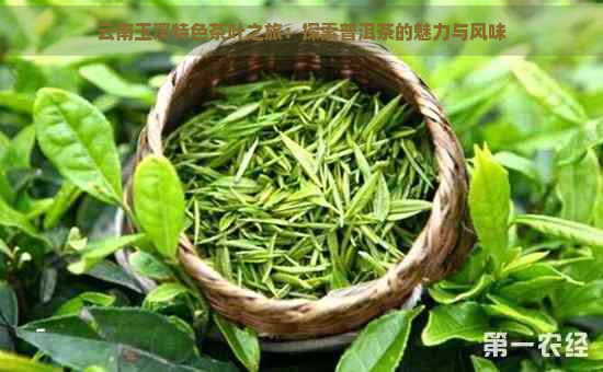 云南玉溪特色茶叶之旅：探索普洱茶的魅力与风味