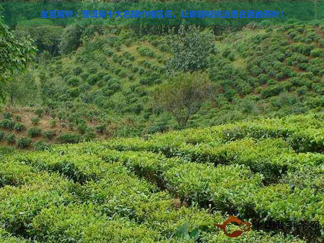 全面解析：普洱茶十大名牌价格区间，让你轻松挑选最合适的茶叶！