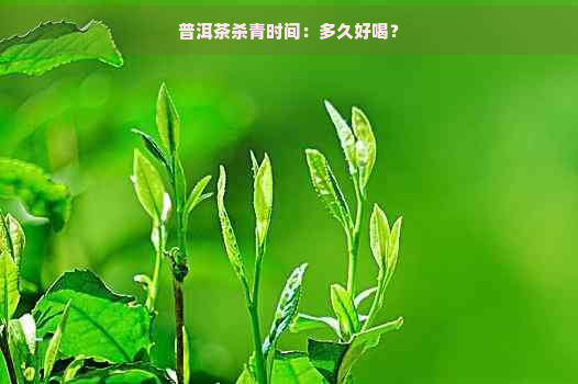 普洱茶杀青时间：多久好喝？