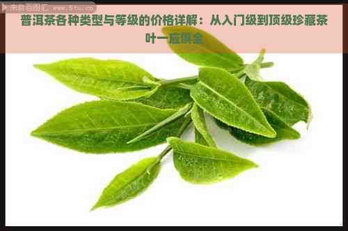 普洱茶各种类型与等级的价格详解：从入门级到顶级珍藏茶叶一应俱全