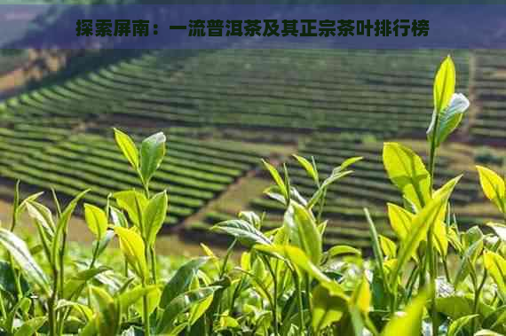 探索屏南：一流普洱茶及其正宗茶叶排行榜