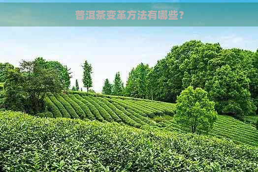 普洱茶变革方法有哪些？