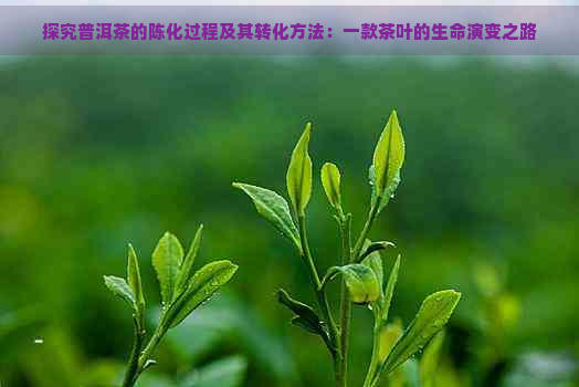 探究普洱茶的陈化过程及其转化方法：一款茶叶的生命演变之路