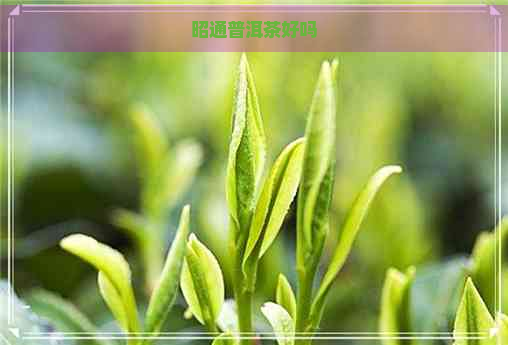 昭通普洱茶好吗