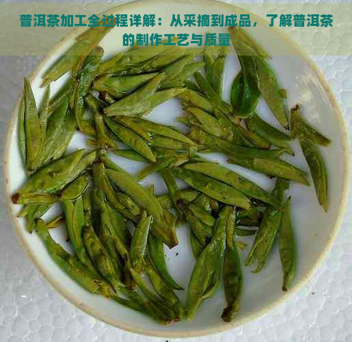 普洱茶加工全过程详解：从采摘到成品，了解普洱茶的制作工艺与质量