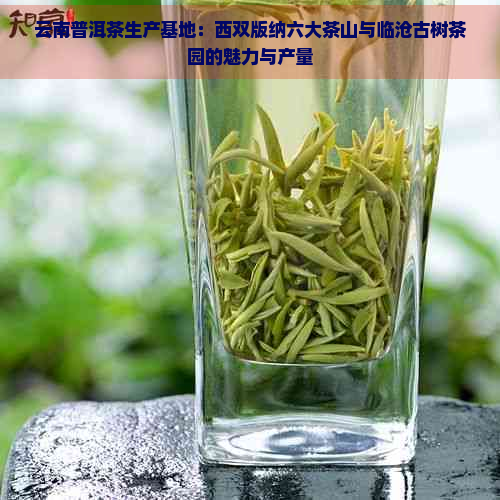 云南普洱茶生产基地：西双版纳六大茶山与临沧古树茶园的魅力与产量