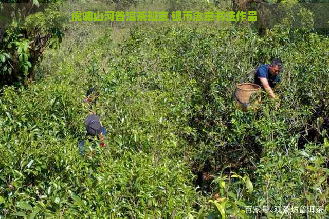 虎啸山河普洱茶班章 银币念章书法作品