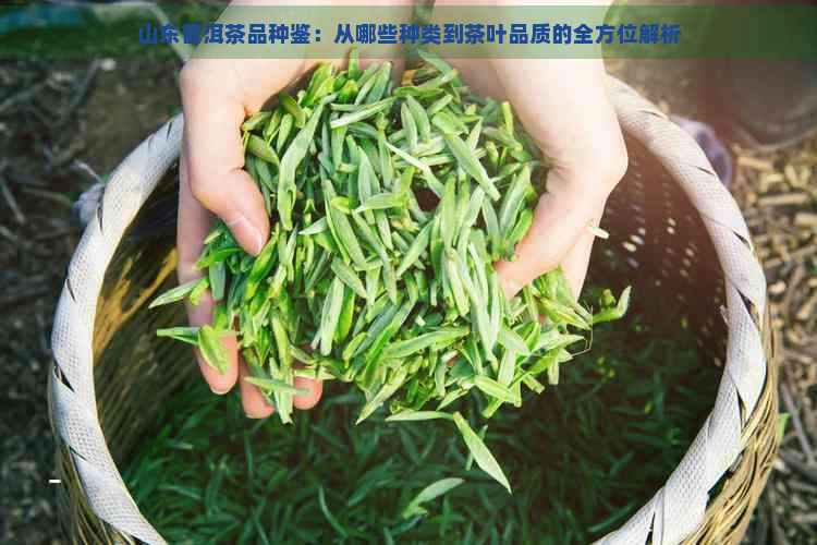 山东普洱茶品种鉴：从哪些种类到茶叶品质的全方位解析