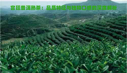 宫廷普洱熟茶：品质特征与独特口感的深度解析