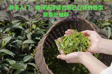 新手入门：如何选择适合自己口味的普洱茶茶叶推荐