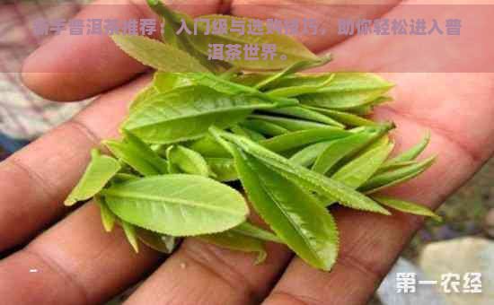 新手普洱茶推荐：入门级与选购技巧，助你轻松进入普洱茶世界。