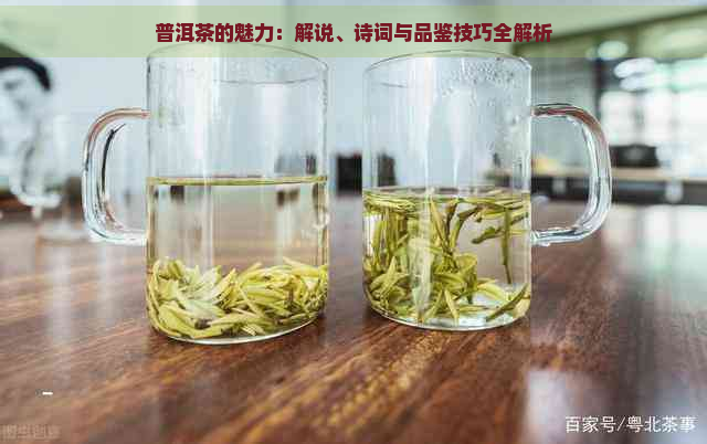 普洱茶的魅力：解说、诗词与品鉴技巧全解析