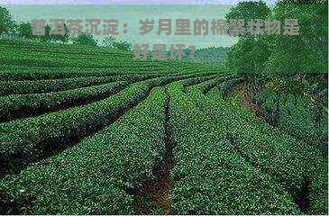 普洱茶沉淀：岁月里的棉絮状物是好是坏？