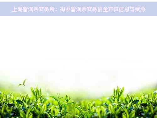 上海普洱茶交易所：探索普洱茶交易的全方位信息与资源