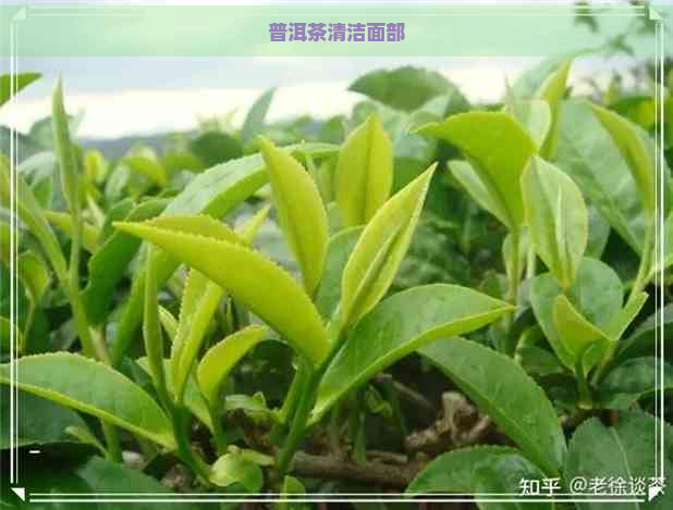 普洱茶清洁面部