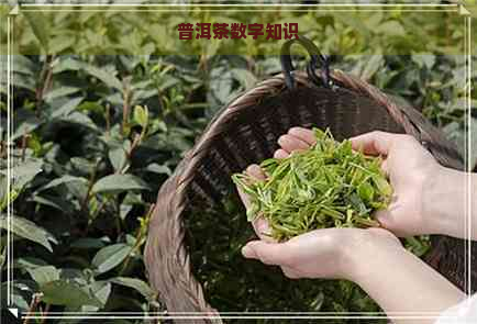 普洱茶数字知识