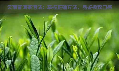 云南普洱茶泡法：掌握正确方法，品鉴极致口感