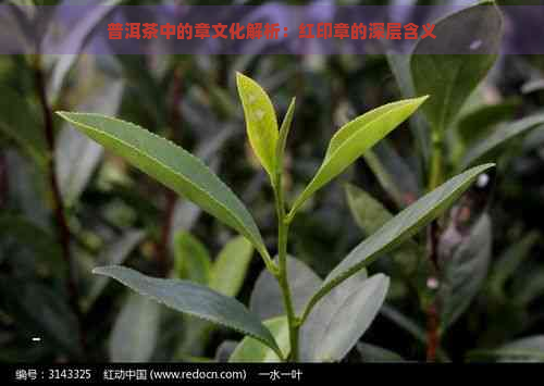 普洱茶中的章文化解析：红印章的深层含义