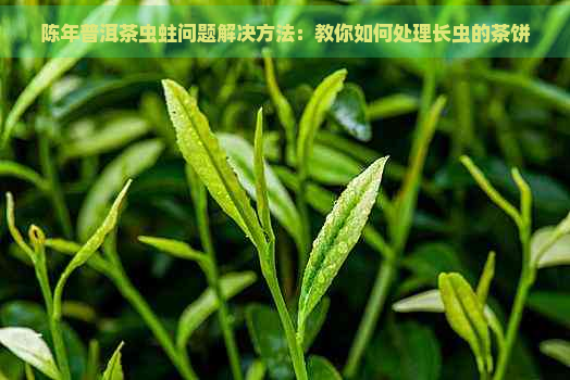 陈年普洱茶虫蛀问题解决方法：教你如何处理长虫的茶饼