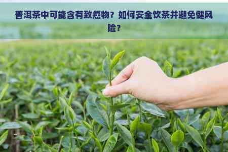 普洱茶中可能含有致癌物？如何安全饮茶并避免健风险？