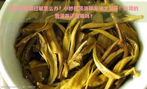 普洱茶霉菌过敏怎么办？小妙招及消除方法大公开！长霉的普洱茶还能喝吗？