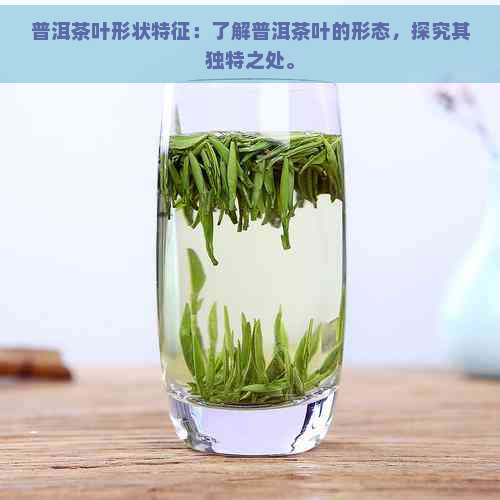 普洱茶叶形状特征：了解普洱茶叶的形态，探究其独特之处。