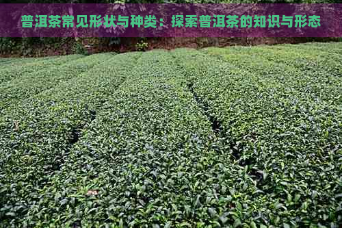 普洱茶常见形状与种类：探索普洱茶的知识与形态