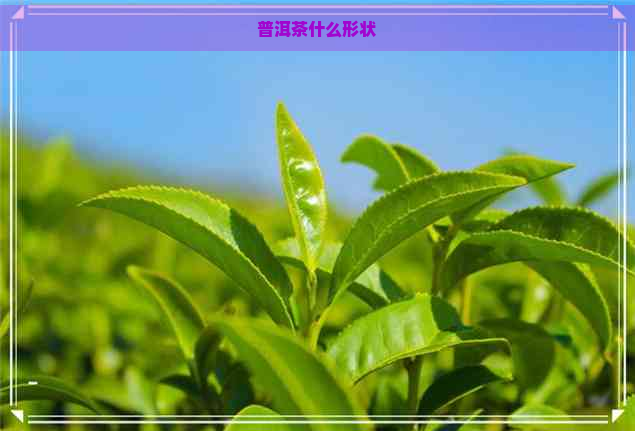 普洱茶什么形状