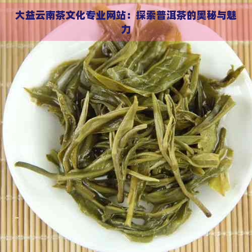 大益云南茶文化专业网站：探索普洱茶的奥秘与魅力