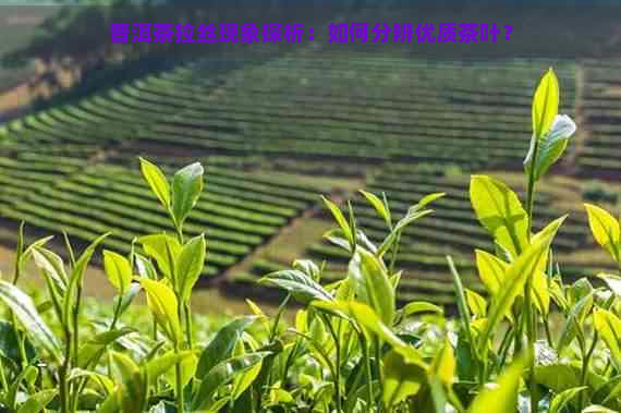 普洱茶拉丝现象探析：如何分辨优质茶叶？