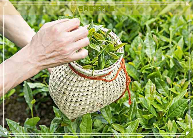 回向普洱茶礼盒