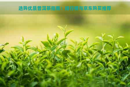 选购优质普洱茶指南：排行榜与京东购买推荐