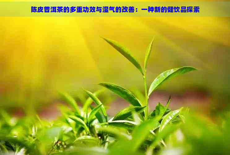 陈皮普洱茶的多重功效与湿气的改善：一种新的健饮品探索