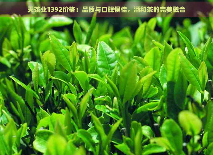 天茶业1392价格：品质与口碑俱佳，酒和茶的完美融合