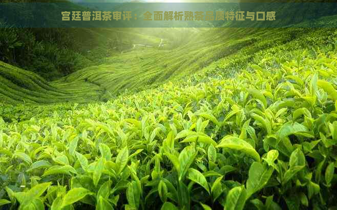 宫廷普洱茶审评：全面解析熟茶品质特征与口感