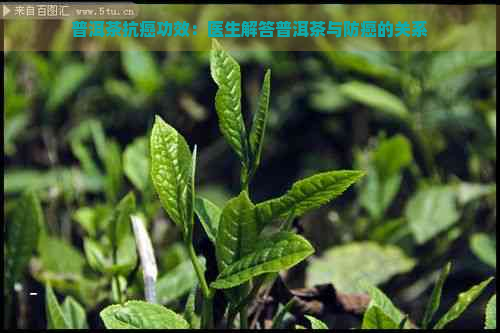 普洱茶抗癌功效：医生解答普洱茶与防癌的关系