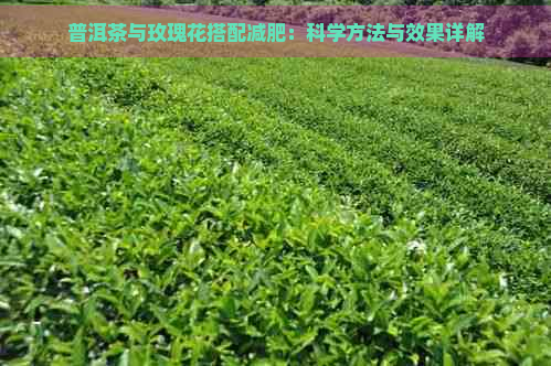 普洱茶与玫瑰花搭配减肥：科学方法与效果详解