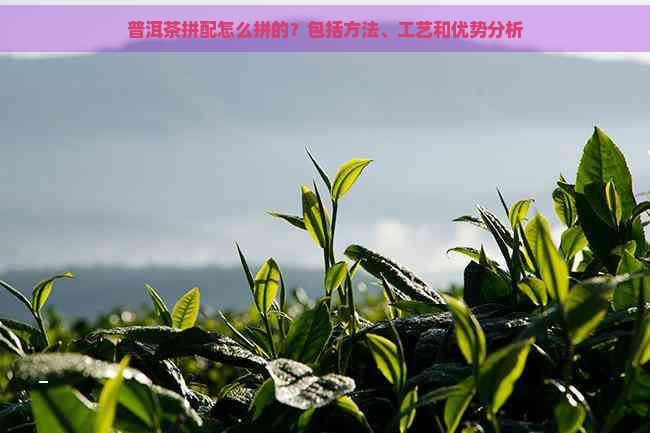 普洱茶拼配怎么拼的？包括方法、工艺和优势分析