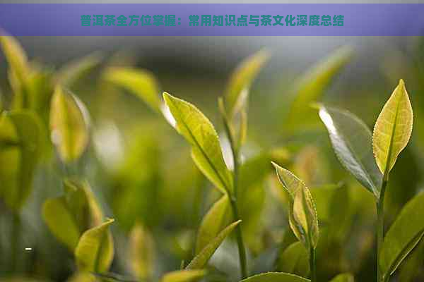 普洱茶全方位掌握：常用知识点与茶文化深度总结