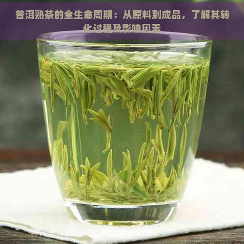 普洱熟茶的全生命周期：从原料到成品，了解其转化过程及影响因素